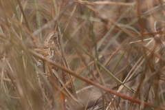 Stenobothrus eurasius