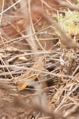 Stenobothrus eurasius