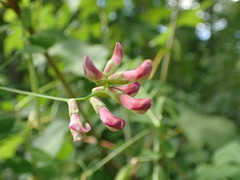 Vicia dumetorum