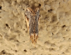 Loxostege albiceralis