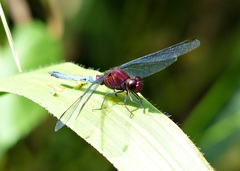 Erythrodiplax melanorubra