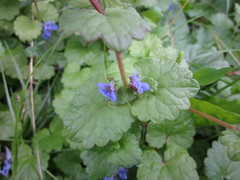 Glechoma hederacea