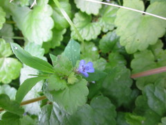 Glechoma hederacea