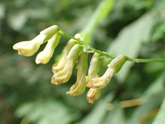 Vicia dumetorum