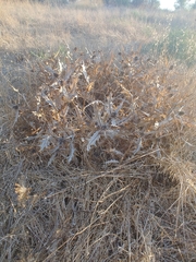 Gundelia tournefortii