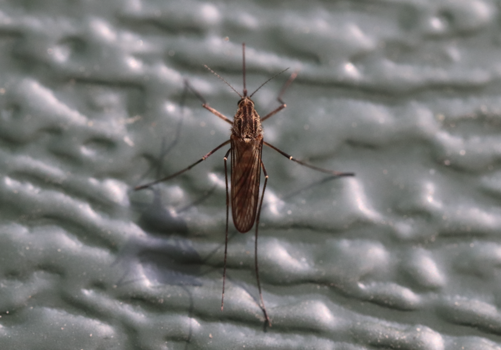 Aedes pionips