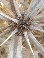 Gundelia tournefortii