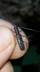 Neocompsa puncticollis