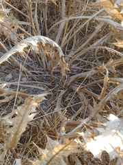 Gundelia tournefortii