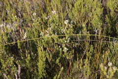 Gnidia tomentosa