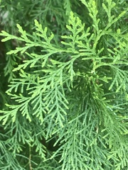 Calocedrus decurrens