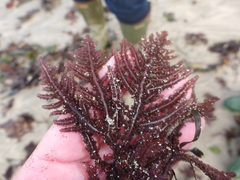 Neoptilota densa