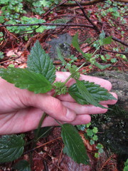 Lamium galeobdolon montanum