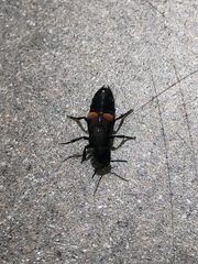 Platydracus fossator
