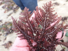 Neoptilota densa