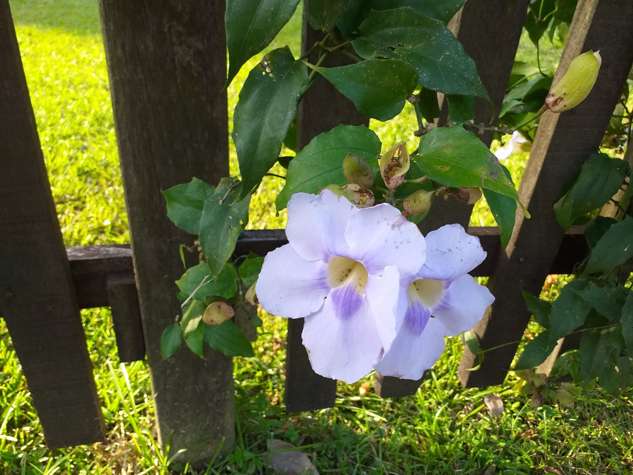 Thunbergia grandiflora
