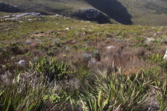 Xiphotheca fruticosa