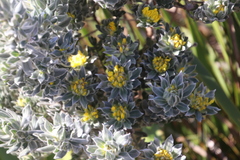 Xiphotheca fruticosa