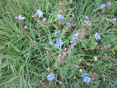 Cichorium intybus