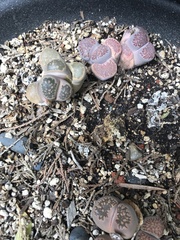 Lithops
