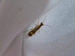 Malthinus seriepunctatus