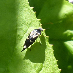 Glipa oculata