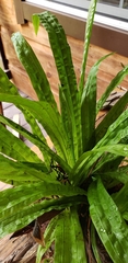 Careyanae