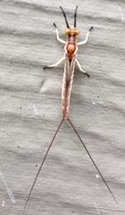 Hexagenia atrocaudata