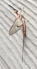 Hexagenia atrocaudata