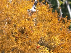 Teloschistes inflatus