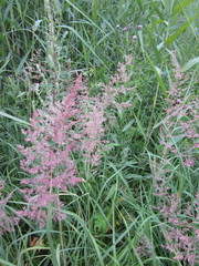 Calamagrostis epigejos