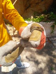 Leptodeira polysticta