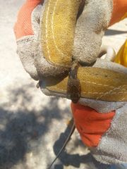 Leptodeira polysticta