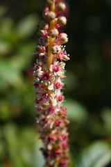 Phytolacca heterotepala