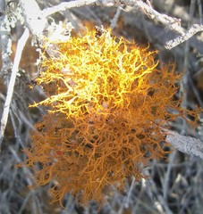 Teloschistes inflatus