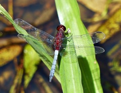 Erythrodiplax melanorubra