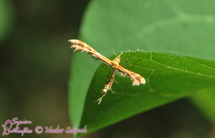 Oxyptilus chrysodactyla