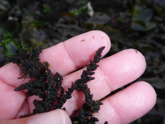 Callithamnion pikeanum