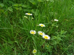 Erigeron strigosus strigosus