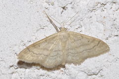 Idaea deversaria