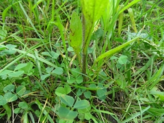 Erigeron strigosus strigosus