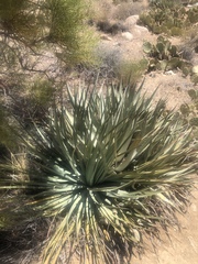 Hesperoyucca whipplei