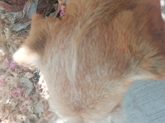 Canis familiaris