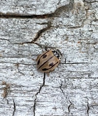 Mulsantina hudsonica
