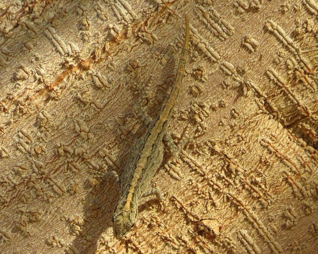 Middle Eastern Rock Gecko
