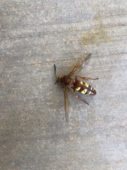Sphecius