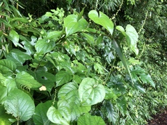 Dioscorea tokoro