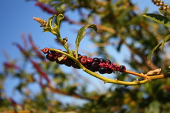 Phytolacca heterotepala