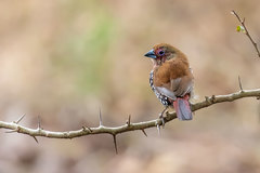 Hypargos margaritatus