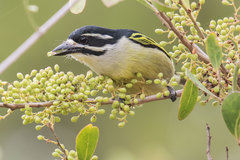 Pogoniulus bilineatus